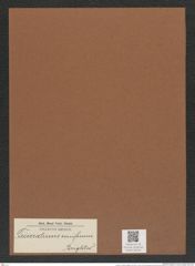 Triceratium coniferum Brightw. (de-Toni-Nr.: Genus 140) Zeichnungen Sammlung Grunow Mappe 04014 (Herbarium_W_Grunow_drawings_Folder_04014)